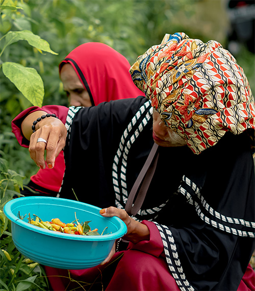 Female worker harvesting chili peppers