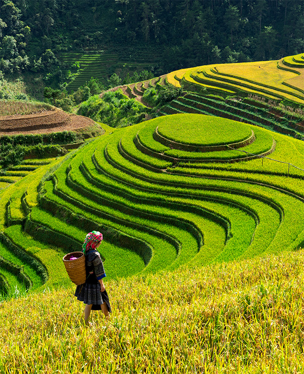 Female worker in rice field in Vietnam