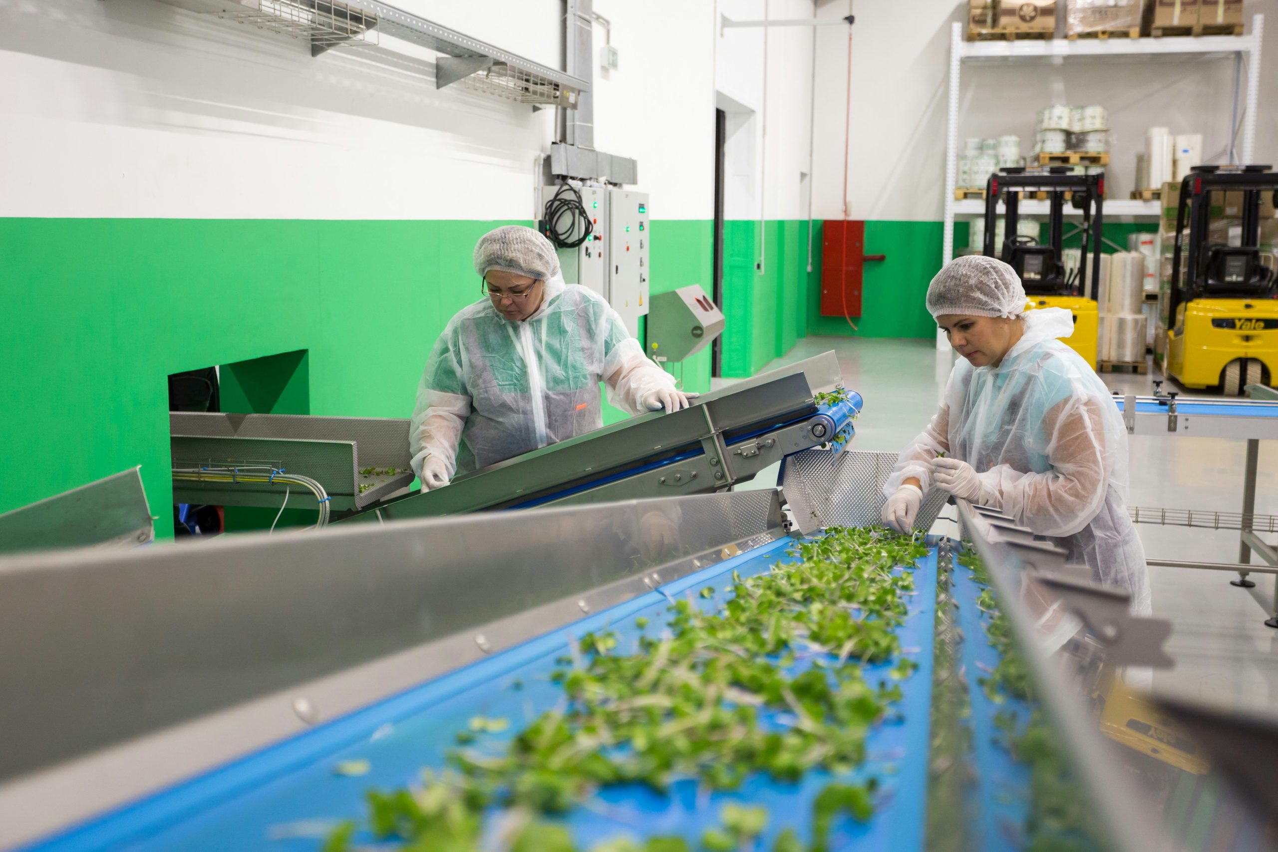 Factory workers inspecting greens